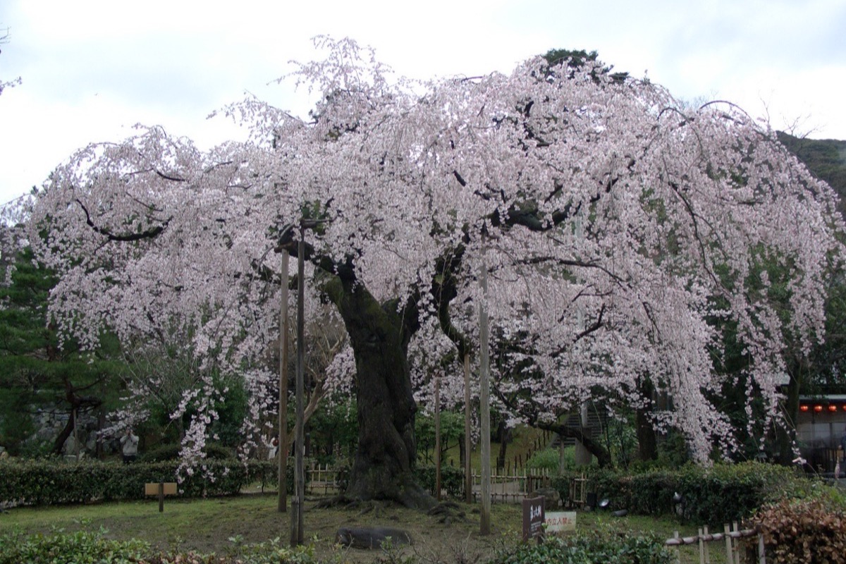 Cherry blossoms in full bloom in Kyoto in spring